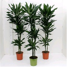 P. Dracena Nac. Janet 20/120cm 3.P (40/80/120