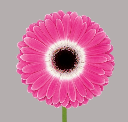 Gerbera Hol. Cubanita Fr. "T25"