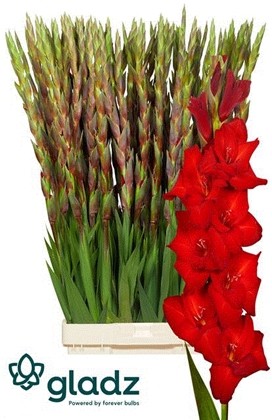Gladiolo Hol. Red Balance 120cm (60cm espiga) Rj.