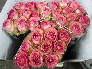 Rosa Hol. Avalanche Candy 50cm
