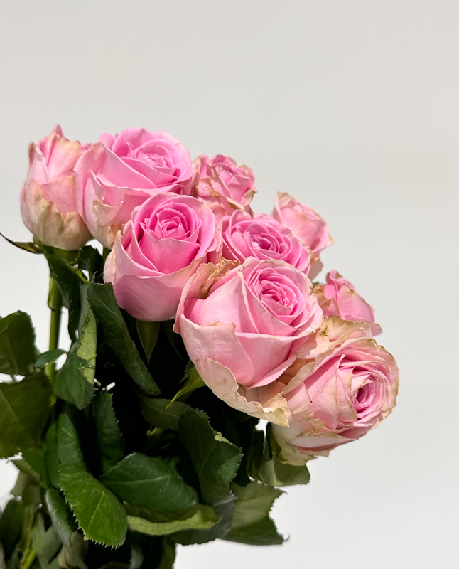 Rosa Hol. Heidi 40cm