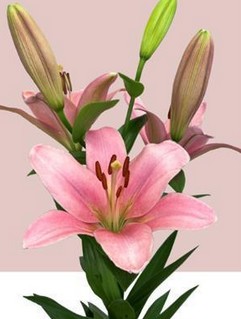 Lilium LA. Hol. Brindisi 85cm 3/4 flores