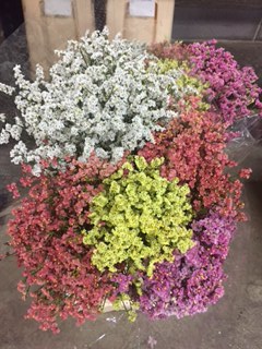 Limonium Hol. Harlekin 55cm 20gr "T25"