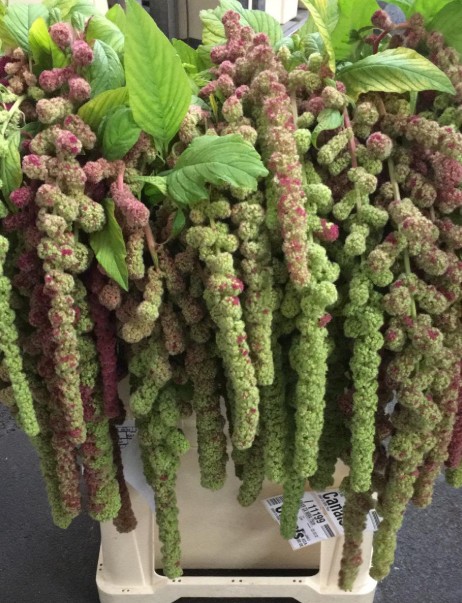 Amaranthus Hol. Ca Mira 75cm