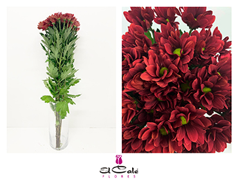 Margarita Hol. Bontempi 65gr