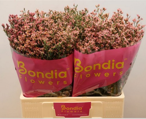 Limonium Hol. Max Diamon 70cm 25gr "T25" Ocre
