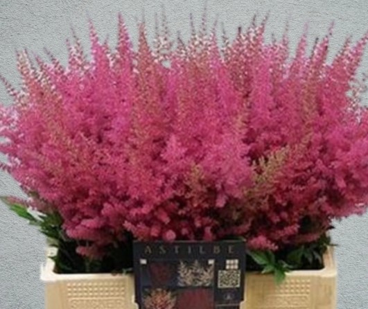 Astilbe Else Schluc 55cm