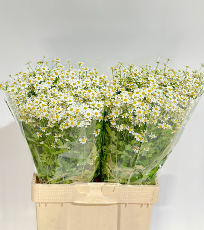 Tanacetum S. Vegmo Manzanilla 60cm 500gr x25