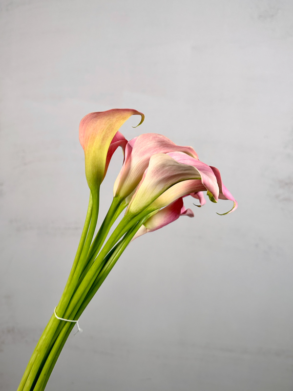 Calla Manila 60cm Rs