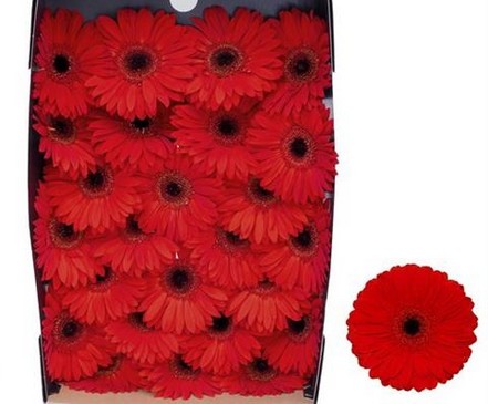 Gerbera Hol. Barones Rj. "T25"
