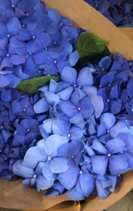 Hortensia Hol. Pimpernel 50cm x5 Az 18