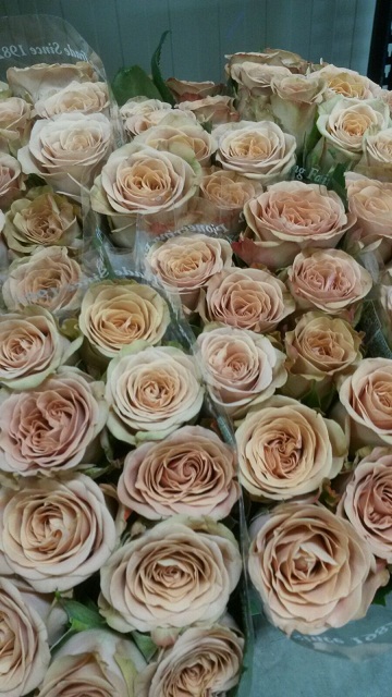 Rosa Hol. Cappuccino 40cm