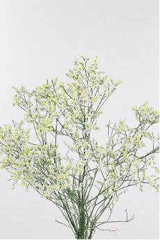 Limonium Hol. Clear Diamond 70cm 25gr "T25" Bl
