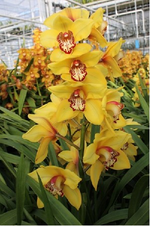 Cymbidium Stella 80cm Am.