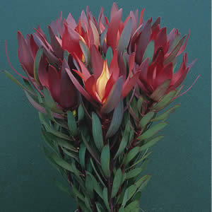 Leucadendro Nac. Sunset 70cm