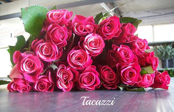 Rosa Hol. Pink Tacazzi+ 50cm