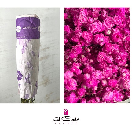 Paniculata Ecu. Tint. Hot Pink 750gr "T25"