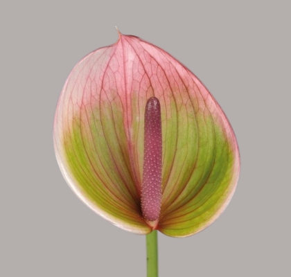 Anthurium Hol. Peruzzi �9  "CC20"