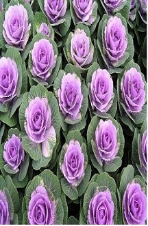 Brassica Hol. Crane Pink 60cm