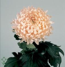 Uniflor Hol. Deco Avignom 110gr Sal.