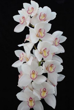 Cymbidium Tony 80cm Bl.