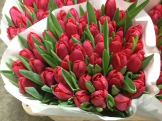 Tulipan Hol. ile De France Rojo 40cm