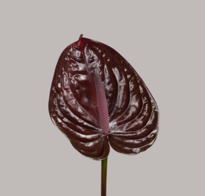 Anthurium Hol. Nero �11  "CC16"