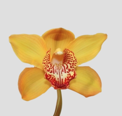 Cymbidium Esther 50cm Ama. Ocre