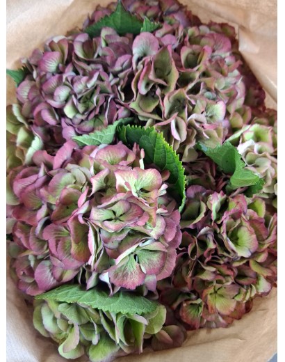 Hortensia Hol. Magic Elbtal Classic 60cm 16/18