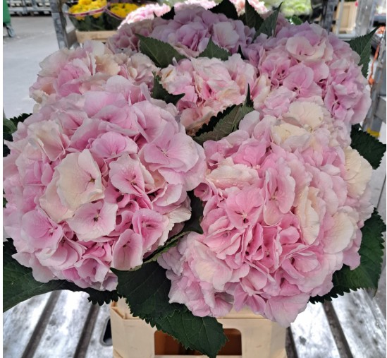Hortensia Hol. Verena Classic 80cm 20/22 Rs.