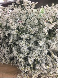 Limonium Hol. Mount Diamond 65cm 30gr "T25" Bl