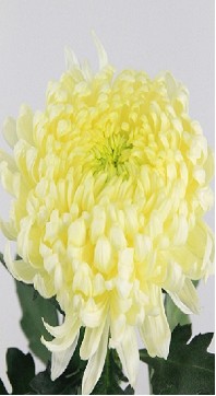 Uniflor Hol. Deco Fr Shoesmith 130gr
