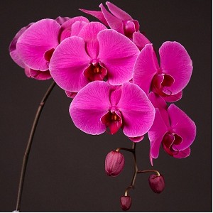 Phalaenopsis Buffalo x25 flores