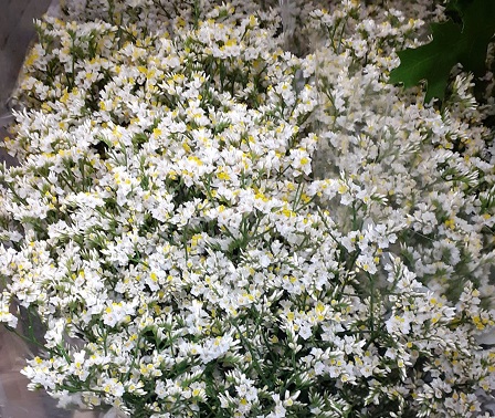 Limonium Hol. Chino Blanco 60cm 20gr "T25"