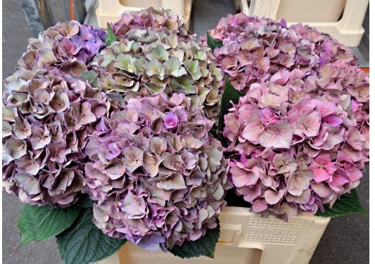 Hortensia Hol. Rodeo Clas 50cm 16/18
