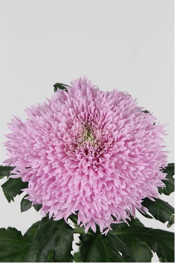 Uniflor Hol. Etrusko Rosa 75gr