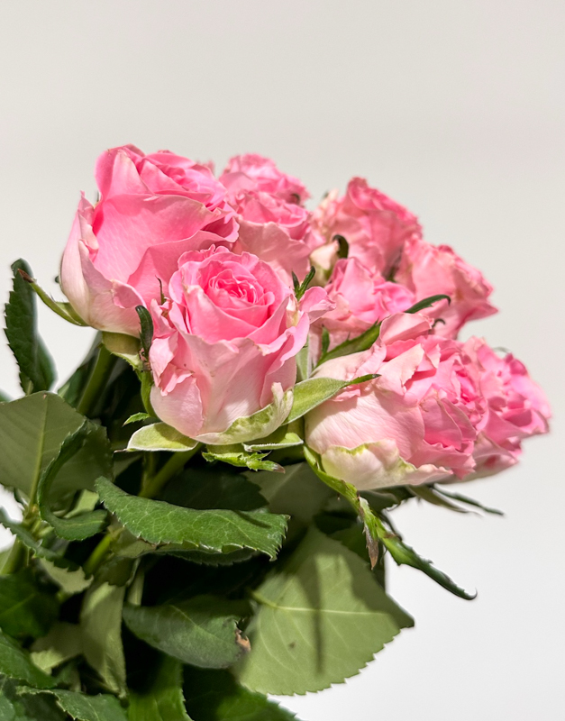 Rosa Hol. Seductive@ 60cm