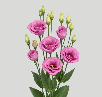 Lisiantus Hol. Rosi Rose Pink 65cm 45gr "T10"