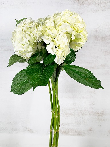 Hortensia Col. Select Blanca 60cm 16cm x5