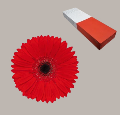 Gerbera Hol. Blinddate Rj. "T25"