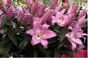 Oriental Hol. Rs. Tabledanc 85cm 3 fl.