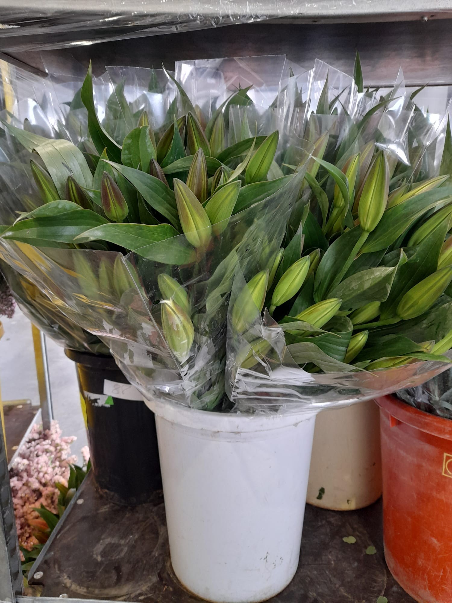 Oriental Nac. Zambesi 85cm 3/4 fl.