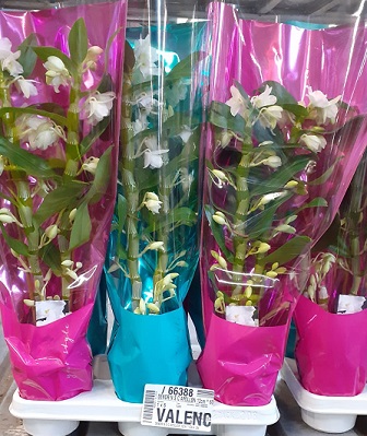 P. Orq. Dendrobium N.S.C Apollon 12/60cm x6 2Tall.