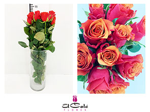 Rosa Hol. Espaa 50cm