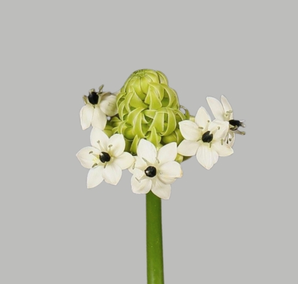 Ornitogalum Hol. Bola 70cm