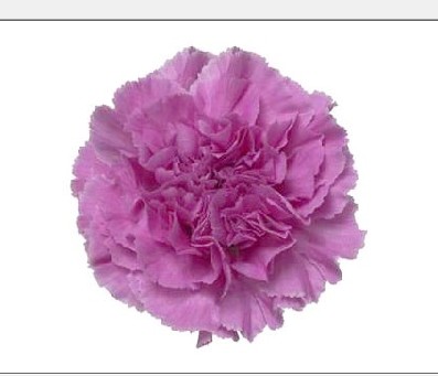 Clavel Col. Standar Lavanda