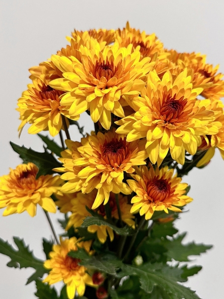 Margarita Nac. Dante Amarilla 75gr