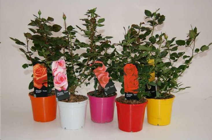 P. Rosal Nac. Grandiflora 17/60cm x6