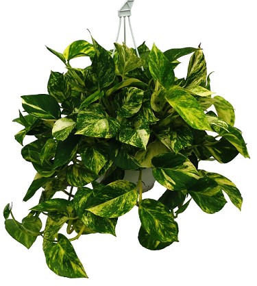 P. Pothos Nac. Colgante 23/60cm x4