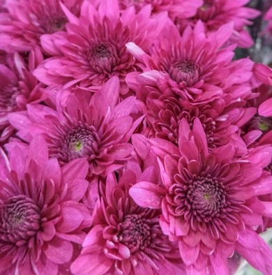 Margarita Nac. Euro Fucsia 75gr